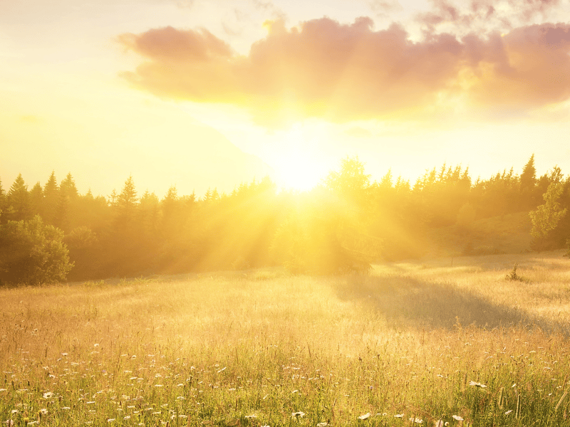 A sunset spreads gentle light over a meadow