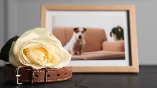 Helping your child navigate the loss of a pet