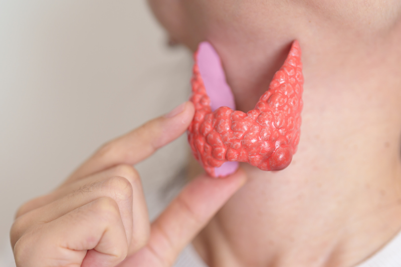 Picture of a thyroid model next to a person's throat